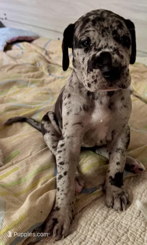 Hecate, a female Great Dane for sale in San Angelo, TX – Photo 1 of 3