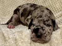 Hecate, a female Great Dane for sale in San Angelo, TX – Photo 3 of 3