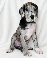 Orkid , a female Great Dane for sale in San Angelo, TX – 6 of 10