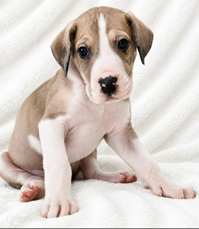 Teno – Great Dane puppy for sale in San Angelo, TX