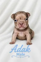 Adak, a male French Bulldog for sale in San Angelo, TX – 2 of 4