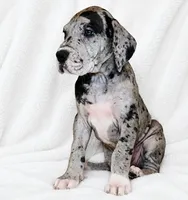 Orkid , a female Great Dane for sale in San Angelo, TX – 4 of 10