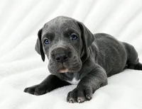 Carver, a female Great Dane for sale in San Angelo, TX – 6 of 9