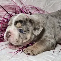 Kai, a male English Bulldog for sale in San Angelo, TX – Photo 1 of 6