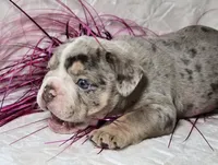 Kai, a male English Bulldog for sale in San Angelo, TX – Photo 1 of 6