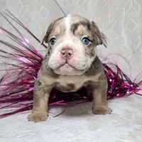 Kai, a male English Bulldog for sale in San Angelo, TX – Photo 4 of 6