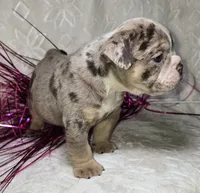 Kai, a male English Bulldog for sale in San Angelo, TX – Photo 6 of 6