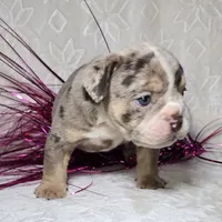 Kai, a male English Bulldog for sale in San Angelo, TX – Photo 2 of 6