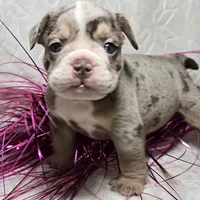 Kai, a male English Bulldog for sale in San Angelo, TX – Photo 5 of 6