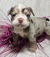 Kai, a male English Bulldog for sale in San Angelo, TX – Photo 5 of 6