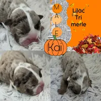 Kai, a male English Bulldog for sale in San Angelo, TX – Photo 3 of 6
