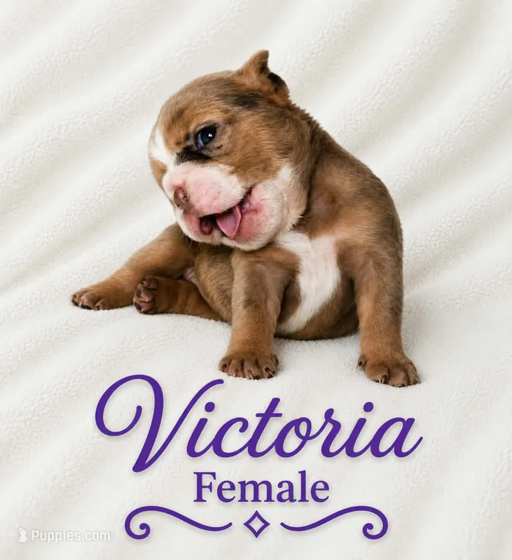Victoria  – English Bulldog puppy for sale in San Angelo, TX