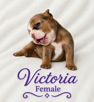 Victoria , a female English Bulldog for sale in San Angelo, TX – 1 of 6