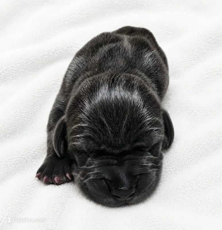 Carver – Great Dane puppy for sale in San Angelo, TX