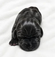 Carver, a female Great Dane for sale in San Angelo, TX – 1 of 3