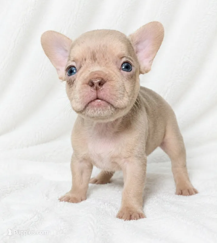 Adak – French Bulldog puppy for sale in San Angelo, TX