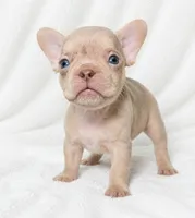 Adak, a male French Bulldog for sale in San Angelo, TX – 4 of 10