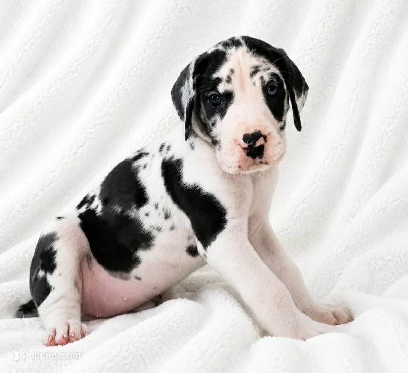 Makani  – Great Dane puppy for sale in San Angelo, TX