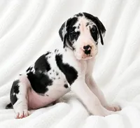 Makani , a female Great Dane for sale in San Angelo, TX – 4 of 9