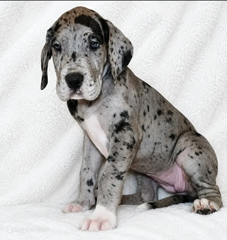 Orkid  – Great Dane puppy for sale in San Angelo, TX