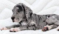 Orkid , a female Great Dane for sale in San Angelo, TX – 2 of 10