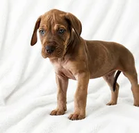 Takara , a male Great Dane for sale in San Angelo, TX – 6 of 10