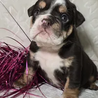 Killow, a male English Bulldog for sale in San Angelo, TX – Photo 5 of 6