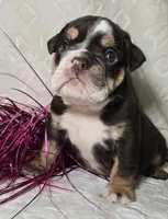 Killow, a male English Bulldog for sale in San Angelo, TX – Photo 5 of 6