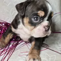 Killow, a male English Bulldog for sale in San Angelo, TX – Photo 4 of 6