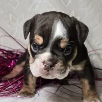 Killow, a male English Bulldog for sale in San Angelo, TX – Photo 3 of 6