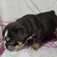 Killow, a male English Bulldog for sale in San Angelo, TX – Photo 6 of 6
