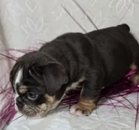 Killow, a male English Bulldog for sale in San Angelo, TX – Photo 6 of 6