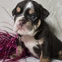 Killow, a male English Bulldog for sale in San Angelo, TX – Photo 1 of 6