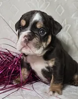 Killow, a male English Bulldog for sale in San Angelo, TX – Photo 1 of 6