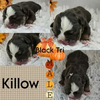 Killow, a male English Bulldog for sale in San Angelo, TX – Photo 2 of 6