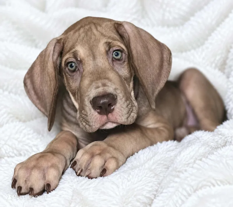 Takara  – Great Dane puppy for sale in San Angelo, TX