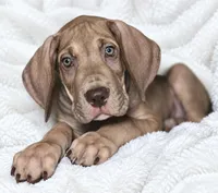 Takara , a male Great Dane for sale in San Angelo, TX – 1 of 8