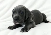 Carver, a female Great Dane for sale in San Angelo, TX – 7 of 9