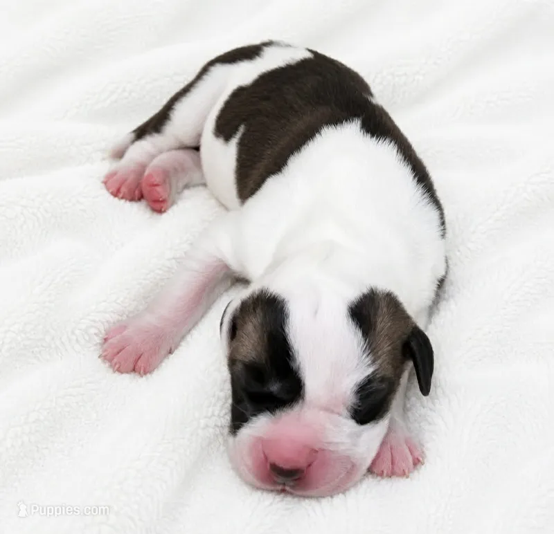 Pepin  – Great Dane puppy for sale in San Angelo, TX