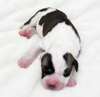 Pepin , a female Great Dane for sale in San Angelo, TX – 1 of 3