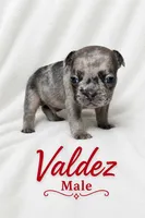 Valdez , a male French Bulldog for sale in San Angelo, TX – 2 of 5