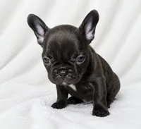 Homer , a male French Bulldog for sale in San Angelo, TX – 3 of 9