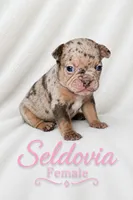 Seldovia, a female French Bulldog for sale in San Angelo, TX – 2 of 4