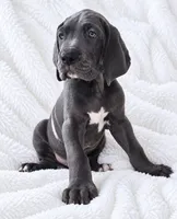 Carver, a male Great Dane for sale in San Angelo, TX – 2 of 10