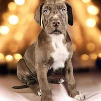 Kiara, a female Great Dane for sale in San Angelo, TX – Photo 2 of 3