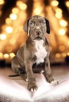 Kiara, a female Great Dane for sale in San Angelo, TX – Photo 2 of 3