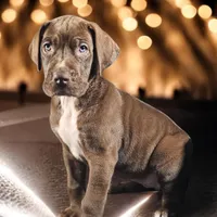 Kiara, a female Great Dane for sale in San Angelo, TX – Photo 3 of 3