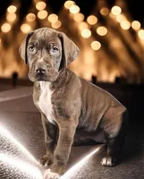 Kiara, a female Great Dane for sale in San Angelo, TX – Photo 3 of 3