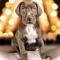 Kiara, a female Great Dane for sale in San Angelo, TX – Photo 1 of 3