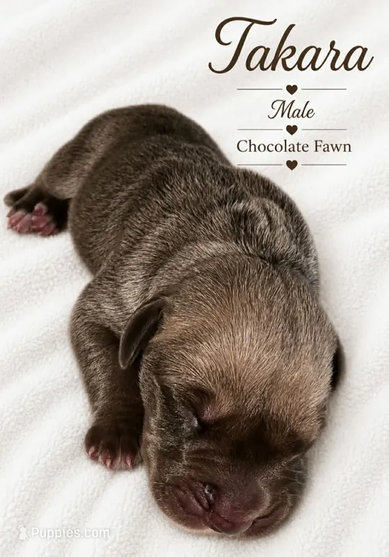 Takara  – Great Dane puppy for sale in San Angelo, TX